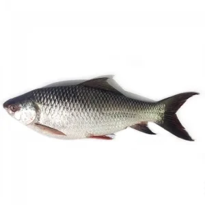 Rahu Fish (Rohu)