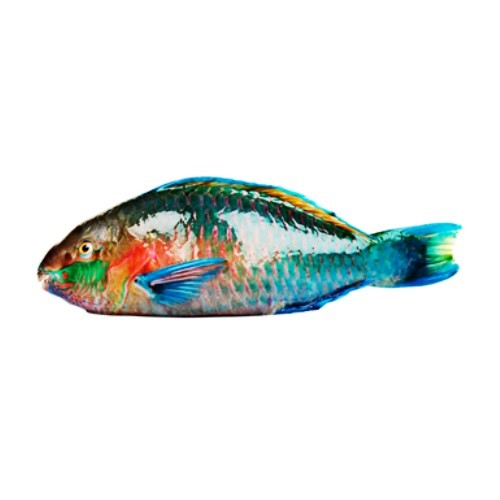 Parrot Fish (Hareed)