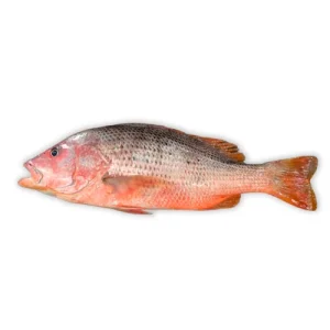Golden Snapper (Heera)