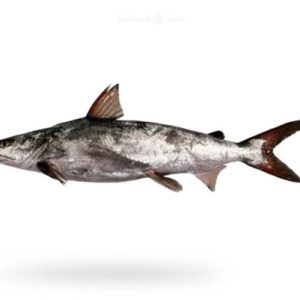 Catfish (Khagga)