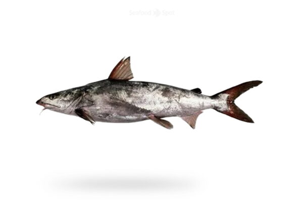 Catfish (Khagga)