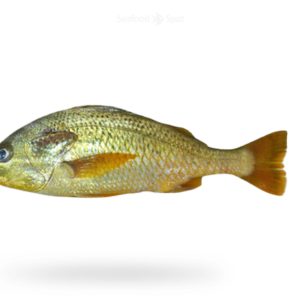 Javelin Grunter (Dhotar)