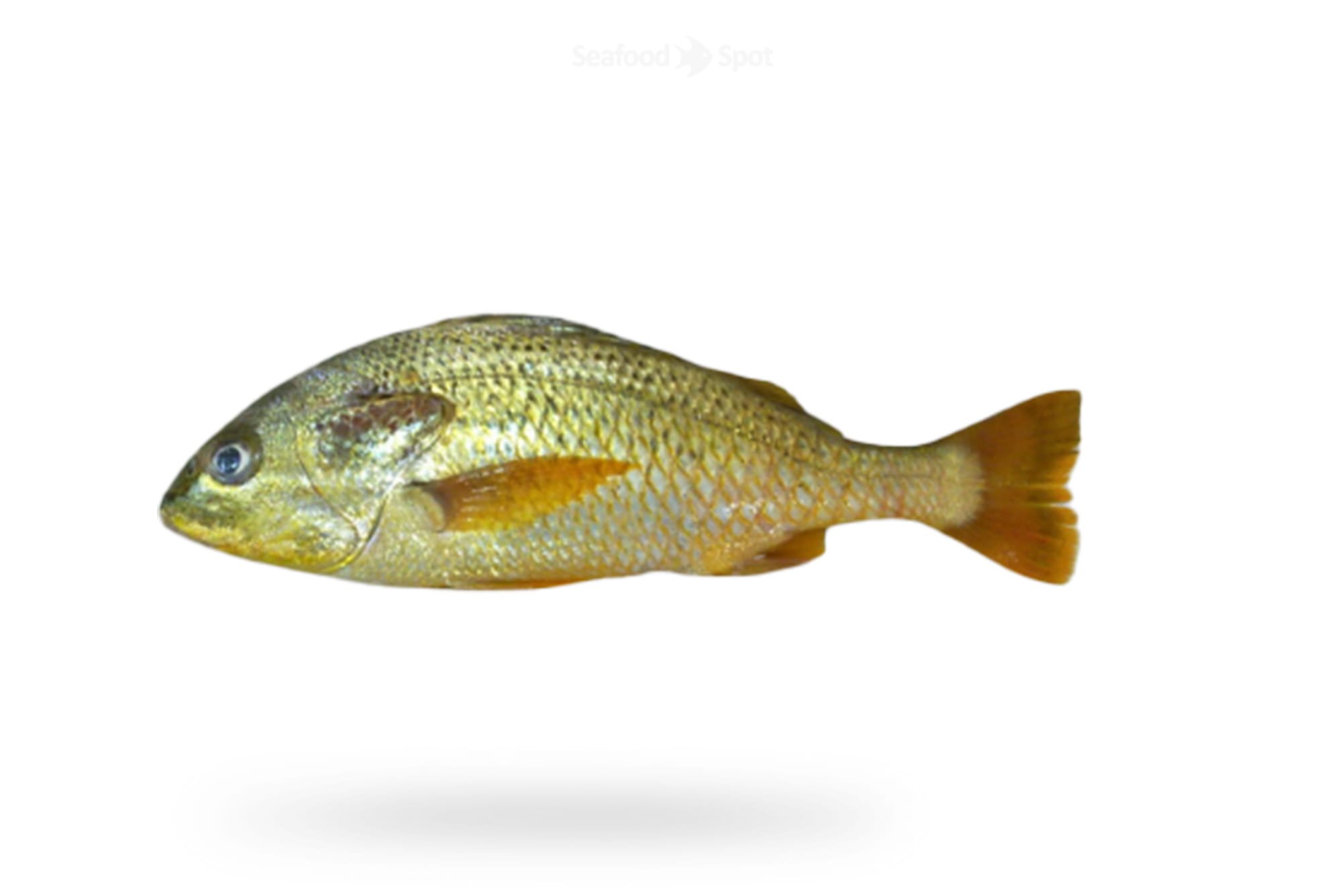 Javelin Grunter (Dhotar)