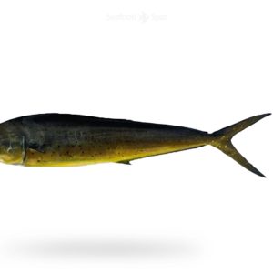 Mahi Mahi (Amloshk)