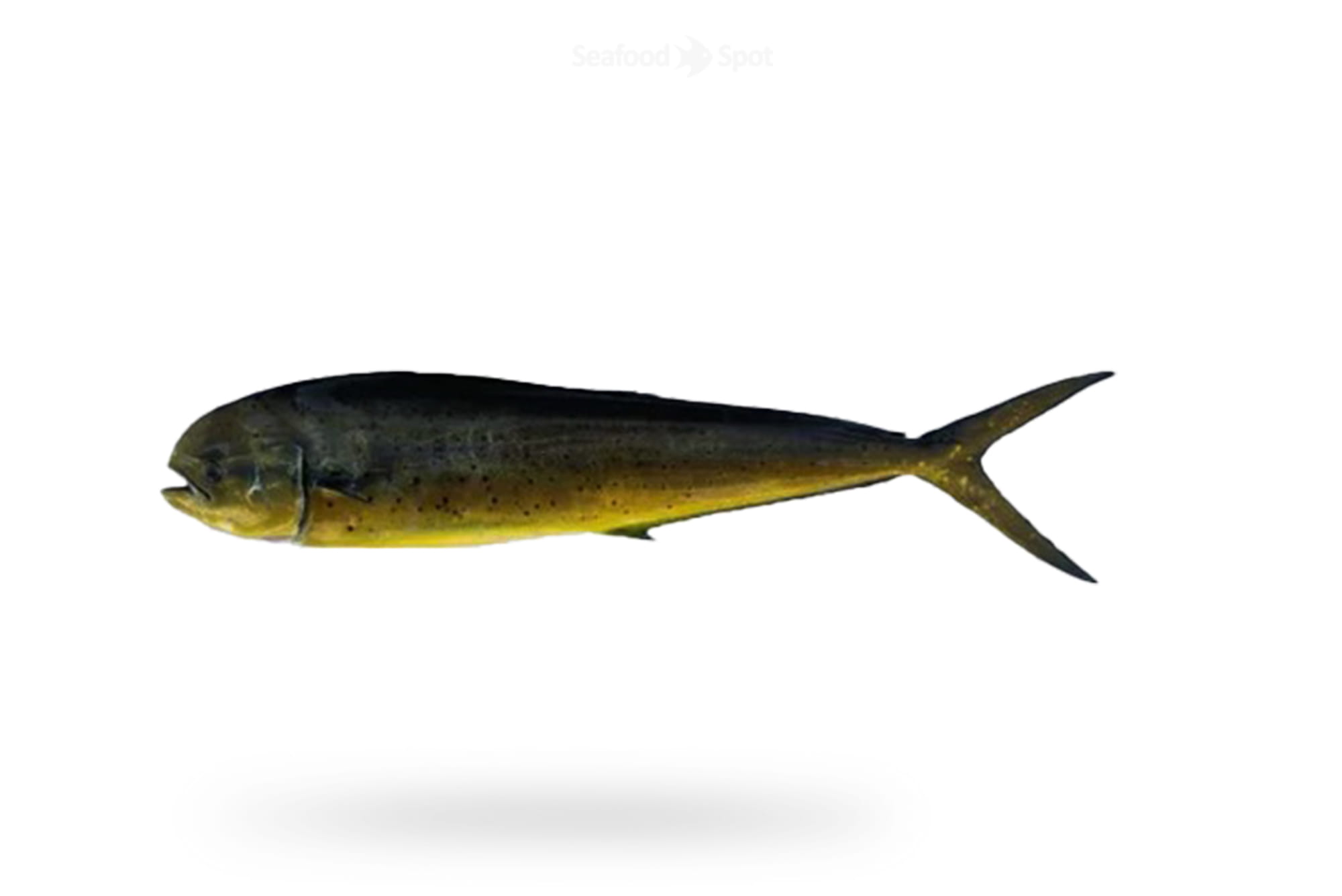 Mahi Mahi (Amloshk)