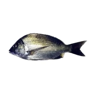 Goldsilk Bream (Kala Dandia)