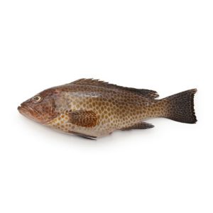 Grouper (Ghissar)
