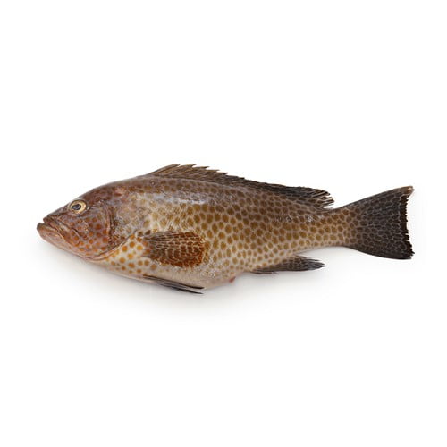 Grouper (Ghissar)