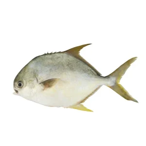 Pompano (Sonaf)