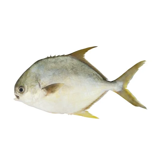 Pompano (Sonaf)