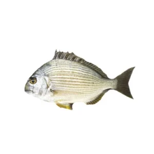 Goldline Bream (Kapartan)
