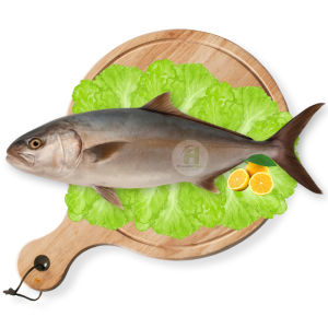 Amberjack (Saafi)