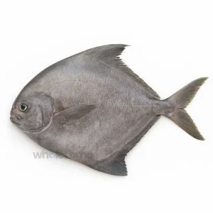Black Pomfret (Kala Paplet)