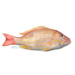 Red Snapper (Kanalcha)