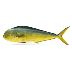 Mahi Mahi (Amroos) Boneless