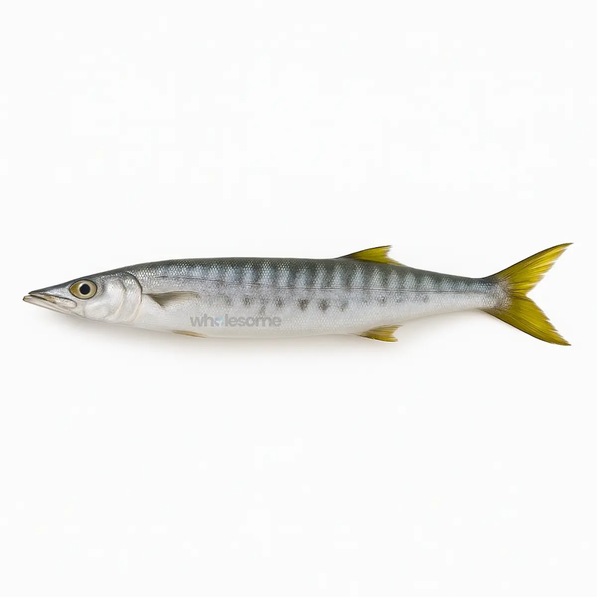 White Barracuda (Safaid Kund)