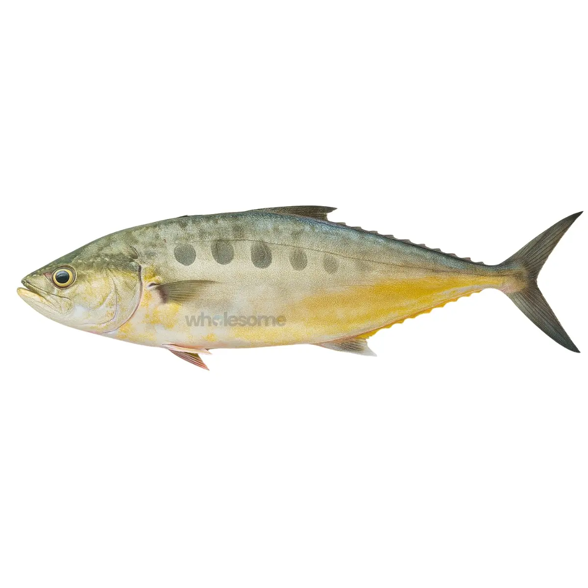 Queenfish (Saram)