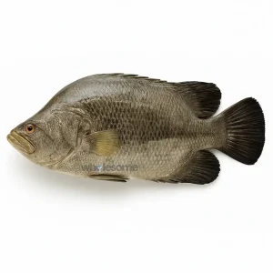 Tripletail (Dai) Boneless