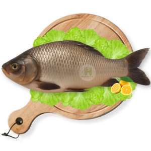 Catla Fish (Catla)