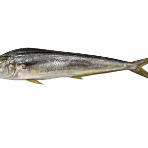 Mahi Mahi (Amloshk)