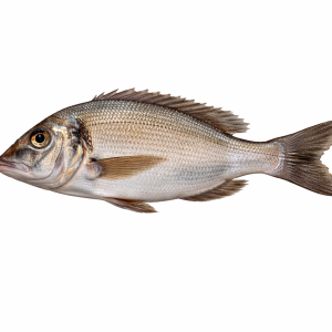 Goldline Bream (Kapartan)