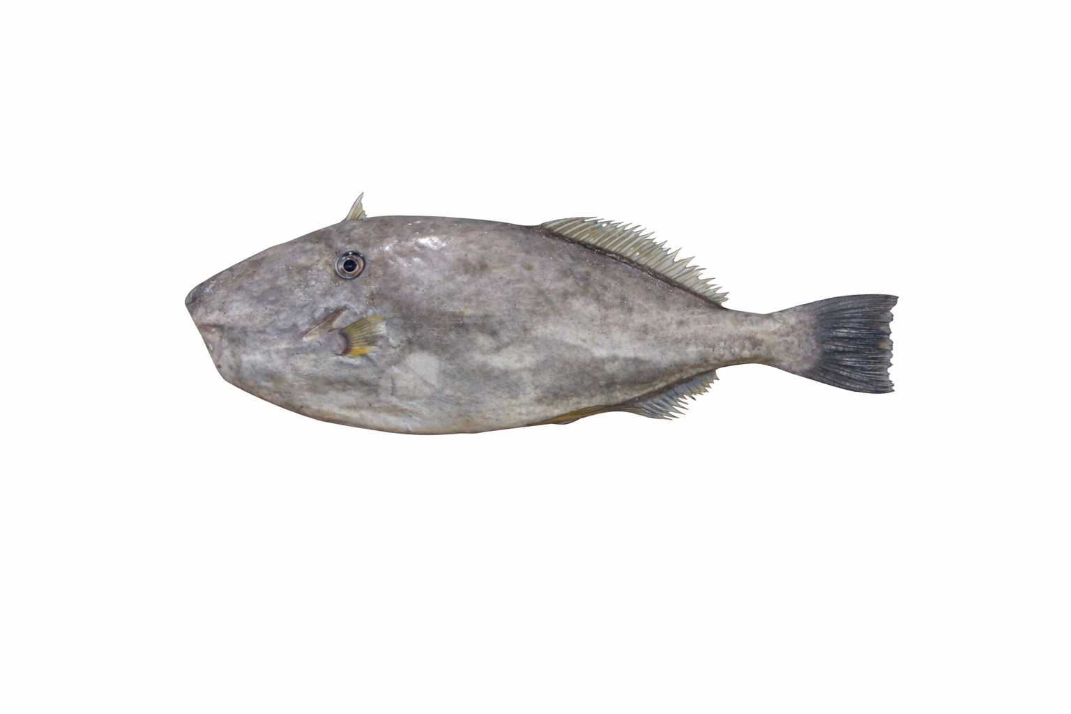 Leather Jacket Fish (Irani Paplet)