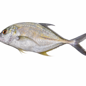 Giant Trevally (Kakkar)