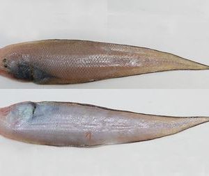 Bengal Tonguesole (Patti Sole)