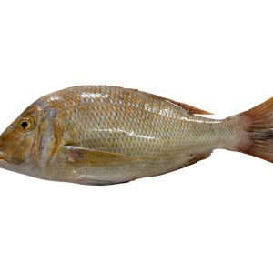 Emperor Fish (Mulla)