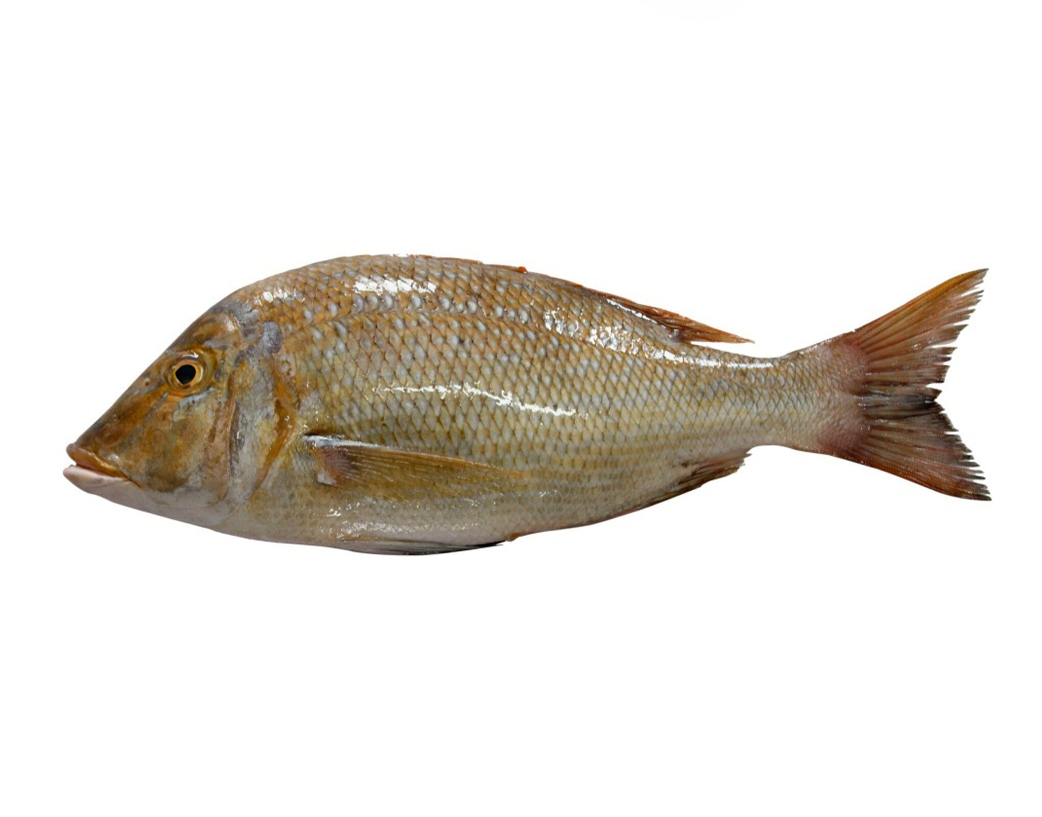 Emperor Fish (Mulla)