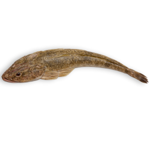Flathead (Kukkar)
