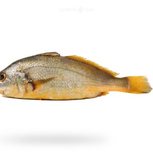 Bengal Corvina (Goli Mushka)
