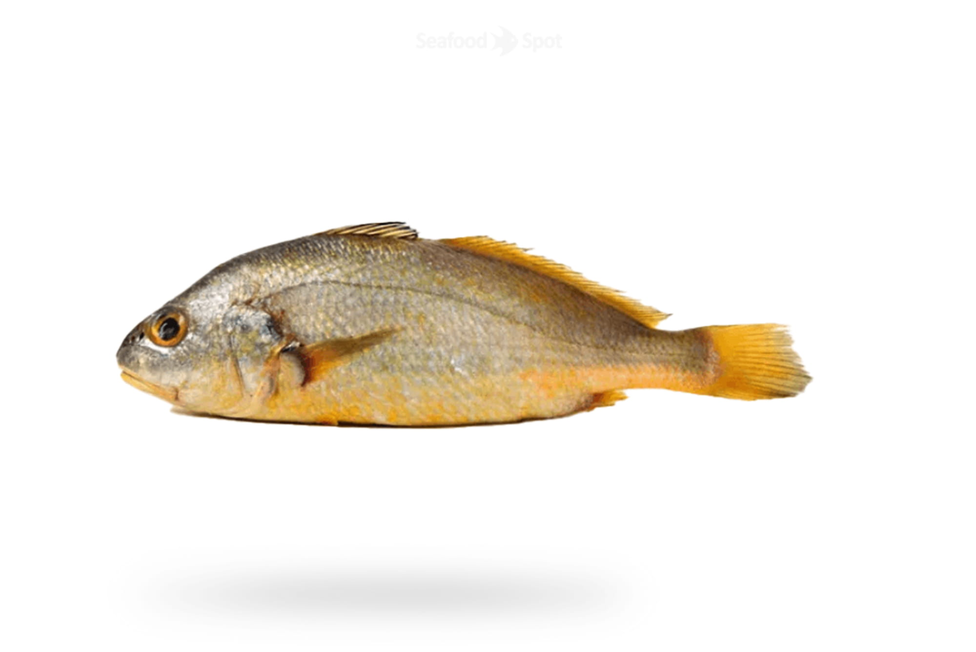 Bengal Corvina (Goli Mushka)