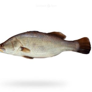 Bhetki (Daangri) Boneless