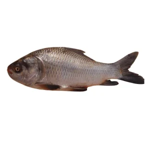 Silver Carp (Silver)