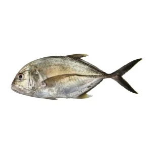 Giant Trevally (Kakkar)