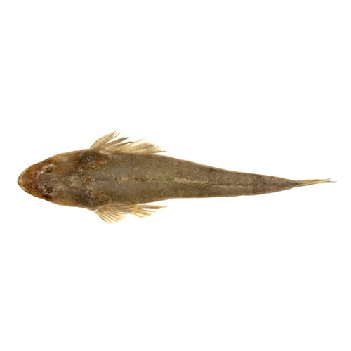 Flathead (Kukkar)