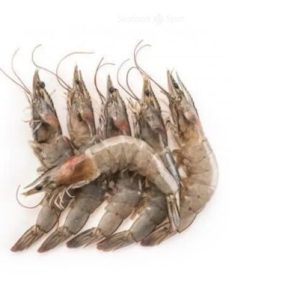 Medium Prawns