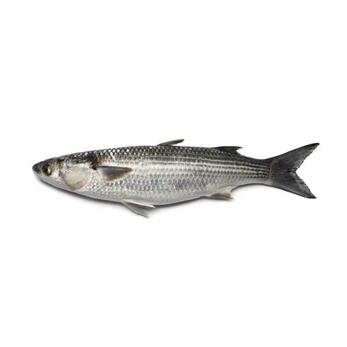 Mullet Fish (Boi)