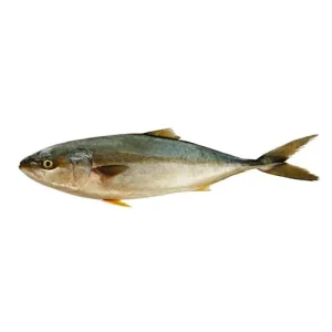 Amberjack (Saafi)
