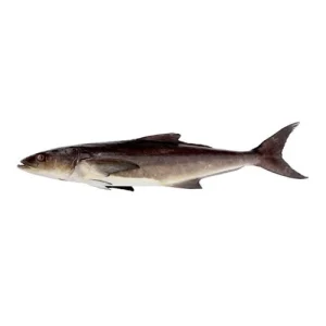 Cobia Fish (Sangra)