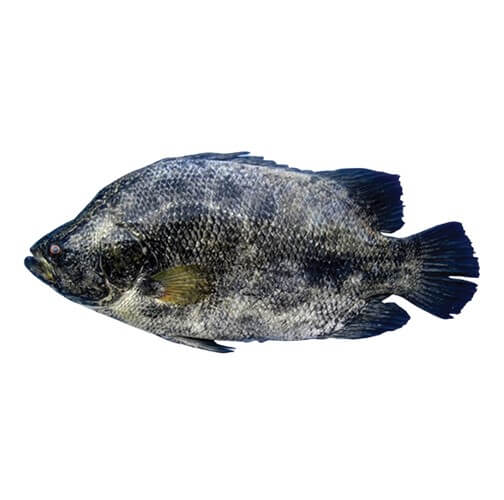Tripletail (Dai)