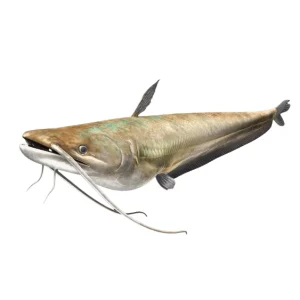 Wallago Fish (Malli)