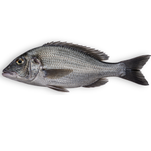 Goldsilk Bream (Kala Dandia)