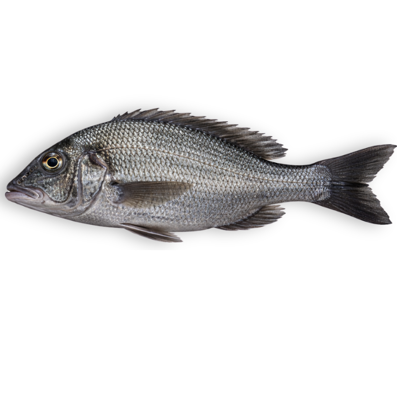 Goldsilk Bream (Kala Dandia)