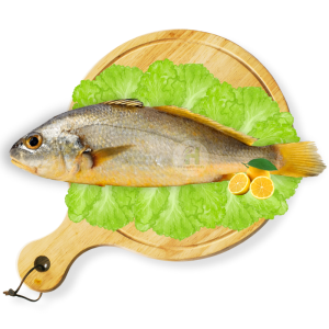 Bengal Corvina (Goli Mushka)