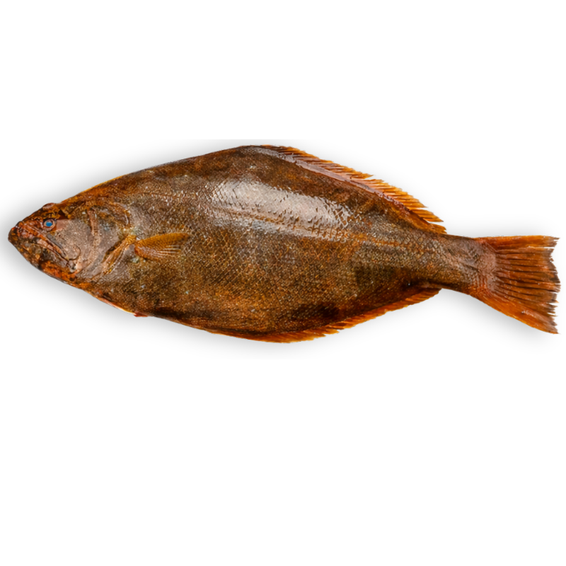 Halibut (Hajjam)