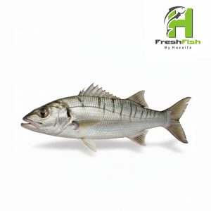 Javelin Grunter (Dhotar)