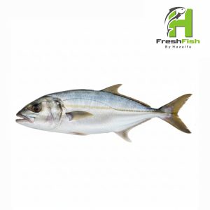 Amberjack (Saafi)