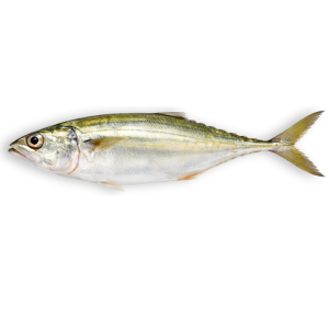 Indian Mackerel (Bangda)